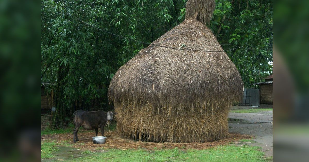 খড়ের গাদার চাপায় প্রাণ গেল মা ও দুই সন্তানের