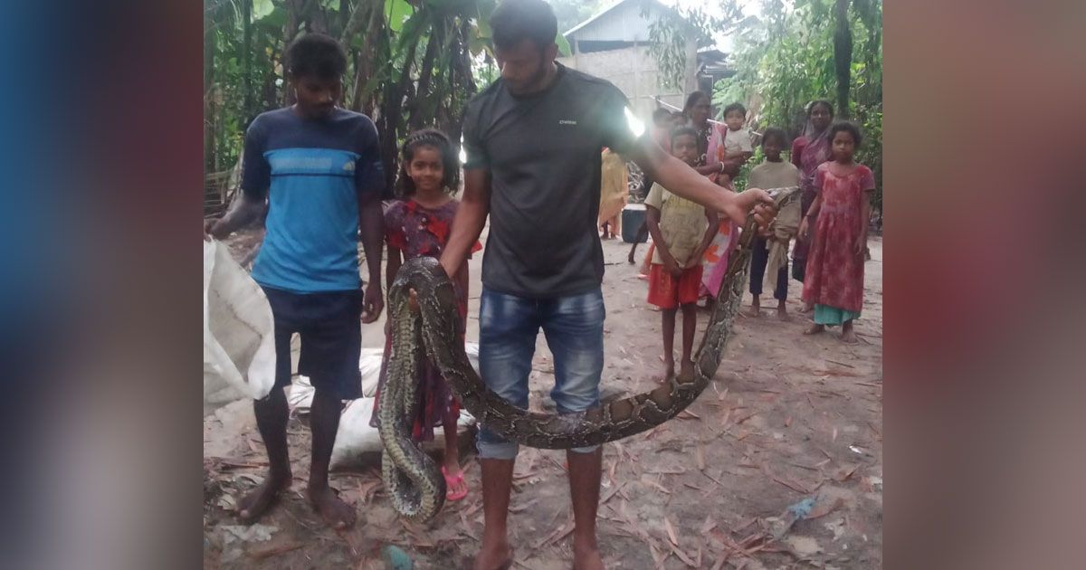 Huge-python-rescued-in-tea-garden-is-freed-in-lauchara