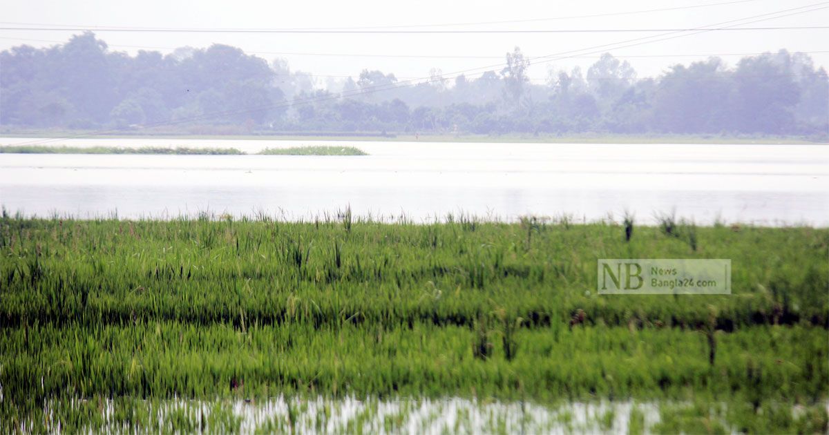 দিনাজপুরে বাড়ছে পানি, ১৬০০ হেক্টর জমির ফসল প্লাবিত