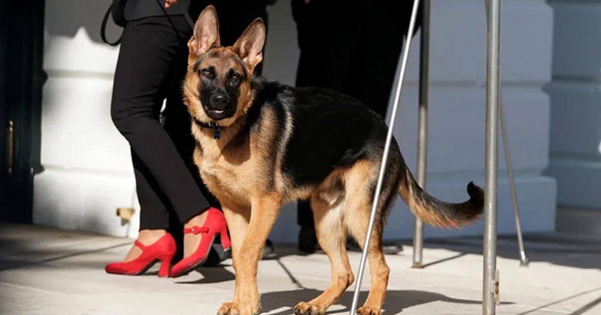 Bidens-dog-has-bitten-again