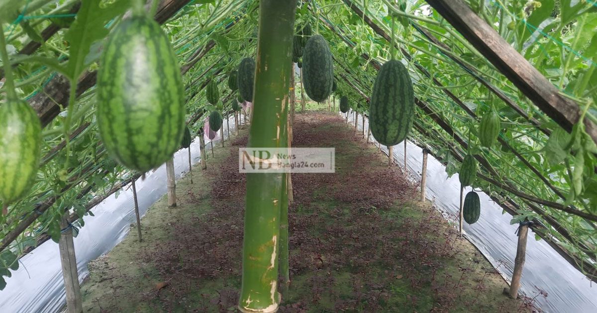 মালচিং-পদ্ধতিতে-তরমুজ-চাষে-সফল-কৃষক
