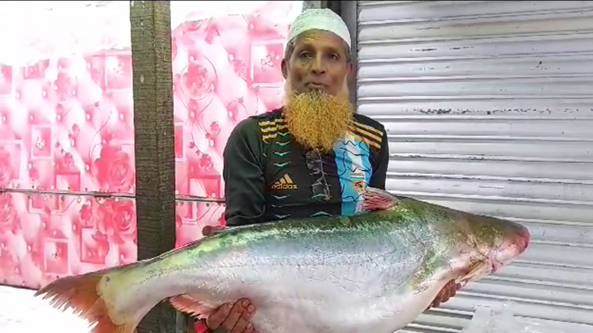 সাগরে-জেলের-জালে-১৬-কেজির-পাঙ্গাস