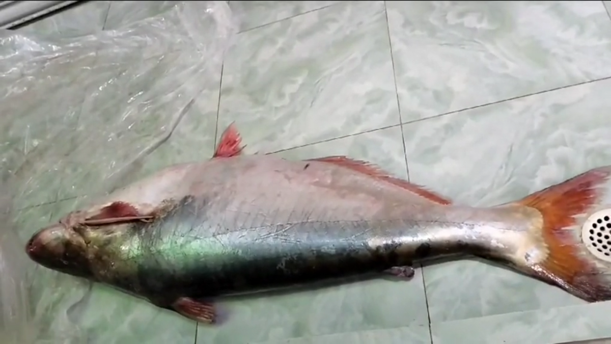 সাগরে জেলের জালে ১৬ কেজির পাঙ্গাস