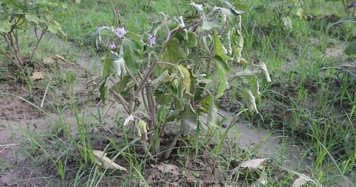 বৈরী আবহাওয়ায় সবজির ক্ষেত নষ্ট, দুশ্চিন্তায় নওগাঁর কৃষক