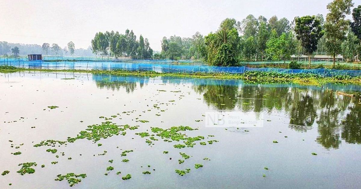 টাঙ্গাইলে একদিনের বৃষ্টিতে ভেসে গেছে ৯ কোটি টাকার মাছ