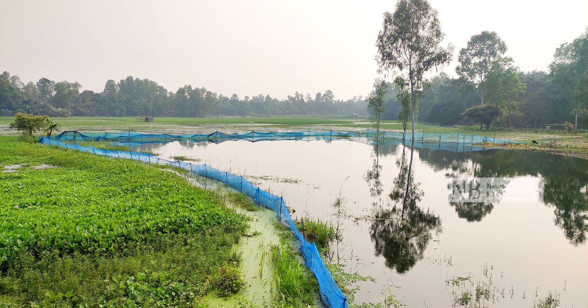 টাঙ্গাইলে একদিনের বৃষ্টিতে ভেসে গেছে ৯ কোটি টাকার মাছ