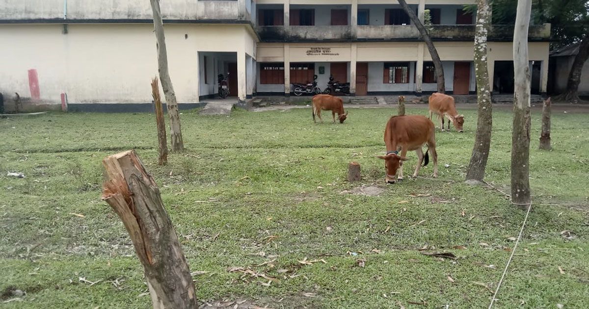 স্কুলের গাছ কেটে বিক্রির অভিযোগ