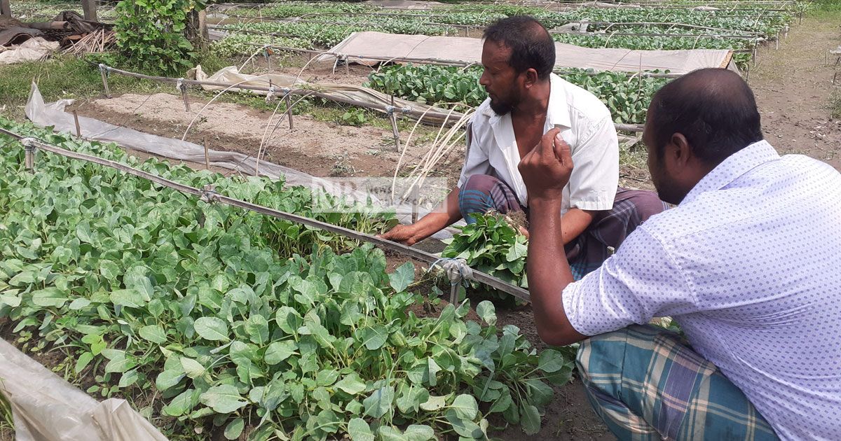 কুমিল্লা থেকে বছরে ২৫ কোটি টাকার সবজির চারা ছড়ায় সারা দেশে