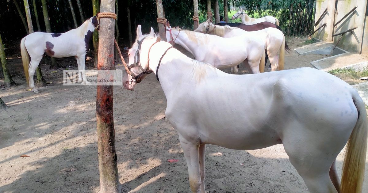 সাড়া ফেলেছে সঞ্জুর বাণিজ্যিক ঘোড়া খামার 