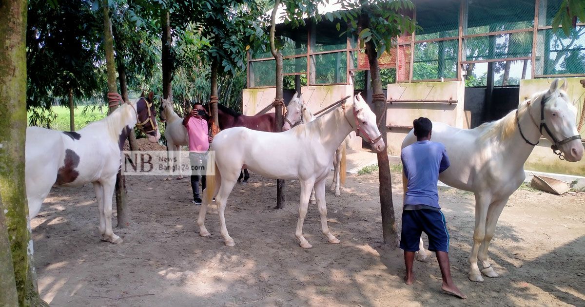 সাড়া ফেলেছে সঞ্জুর বাণিজ্যিক ঘোড়া খামার 