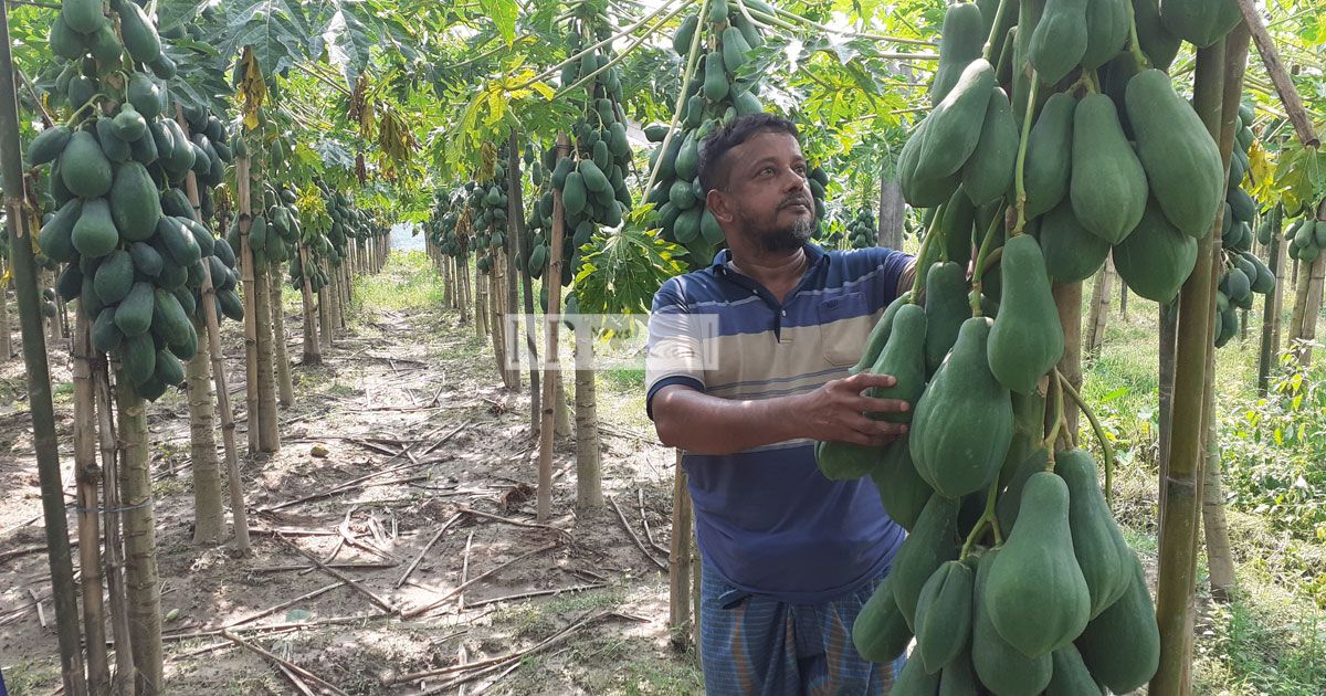 শখের-পেঁপে-বাগান-থেকে-লাখ-টাকা-আয়