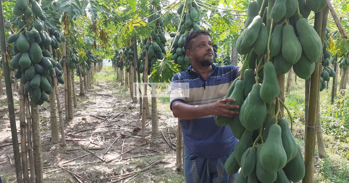 শখের পেঁপে বাগান থেকে লাখ টাকা আয়