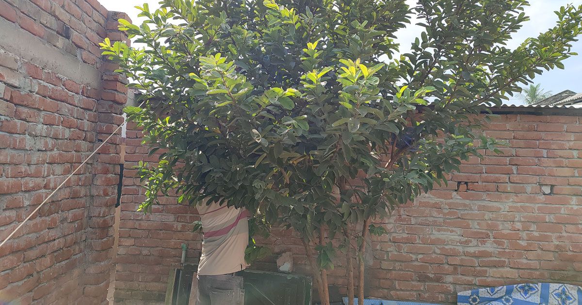 সোহাগের বাড়ি নির্মাণ ‘থামিয়ে দিয়েছে’ মুনিয়া পাখি