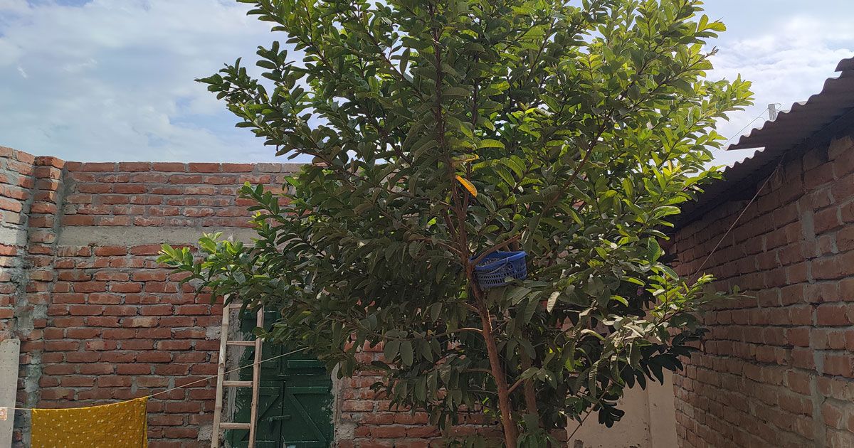 সোহাগের বাড়ি নির্মাণ ‘থামিয়ে দিয়েছে’ মুনিয়া পাখি