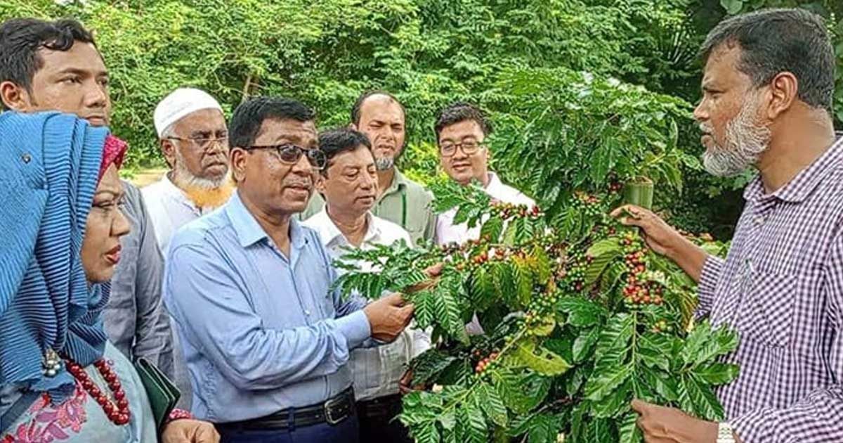 কাপ্তাইয়ে কফির উন্নত দুটি জাত উদ্ভাবন