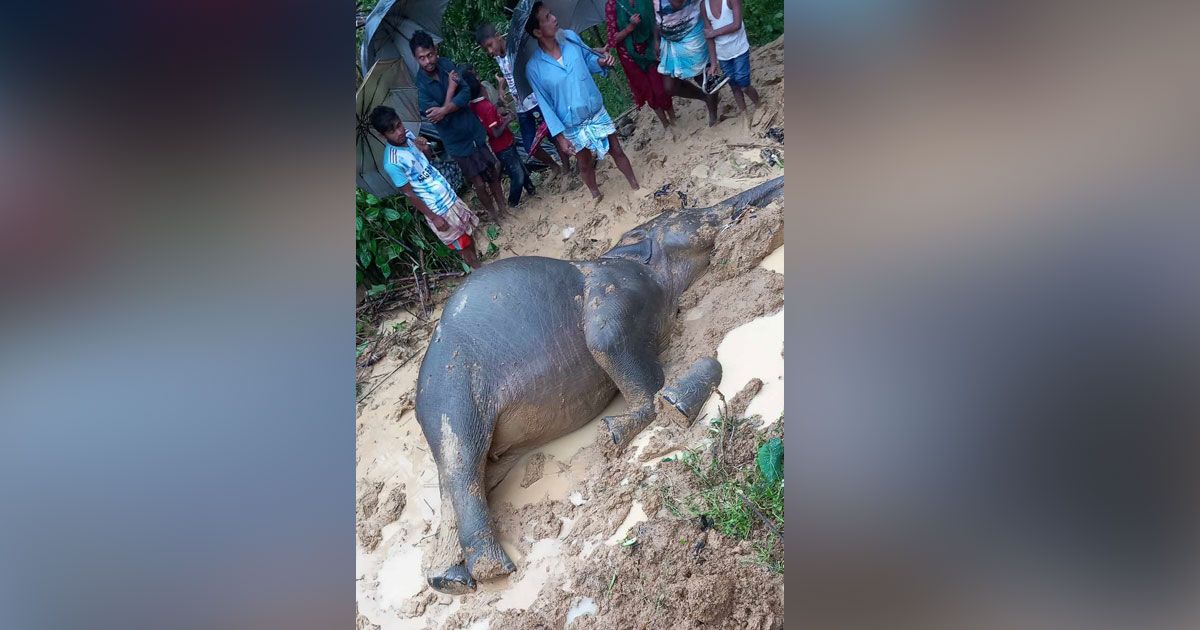 কৃষকের বৈদ্যুতিক ফাঁদে পড়ে হাতির মৃত্যু