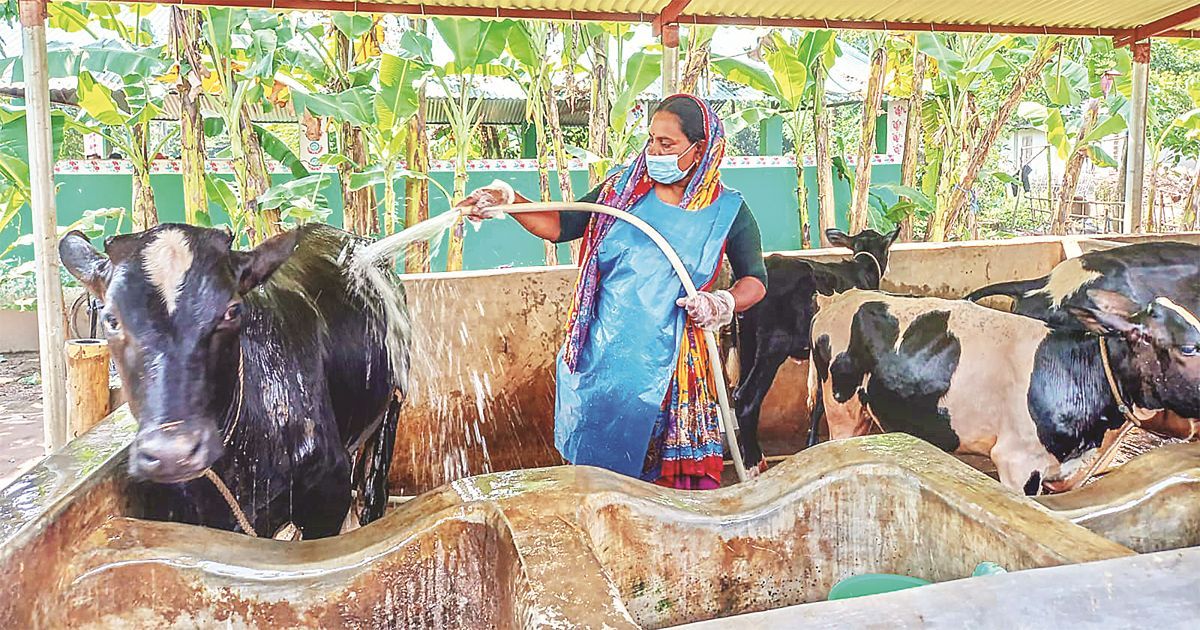 গরুর খামারে পাল্টে যাচ্ছে গ্রামীণ অর্থনীতি