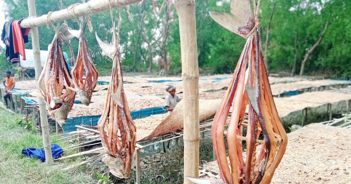 শুঁটকি আহরণ: দুবলার পথে ৩০ হাজার জেলে
