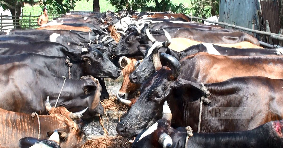 গো-খাদ্যের দাম চড়া, দিশেহারা সিরাজগঞ্জের খামারিরা