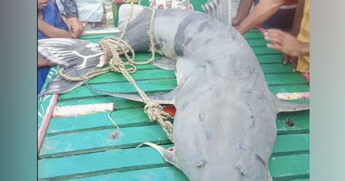 63-kg-critically-endangered-Baghair-caught-in-Yamuna