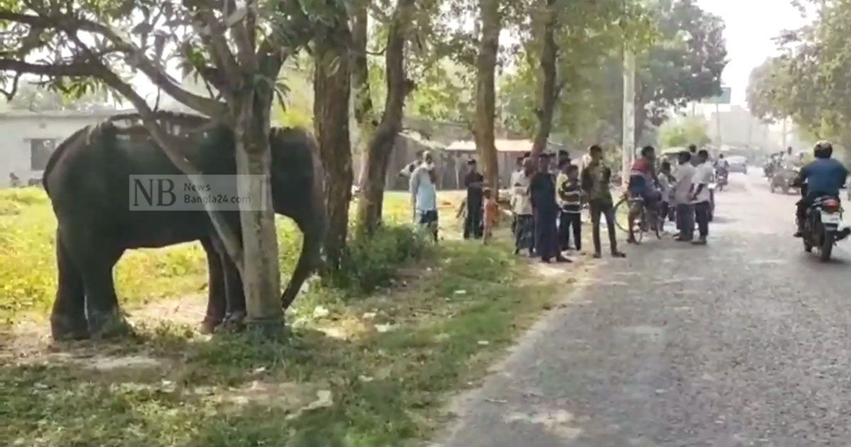 সার্কাসের-হাতির-আক্রমণে-কিশোর-ও-যুবক-নিহত