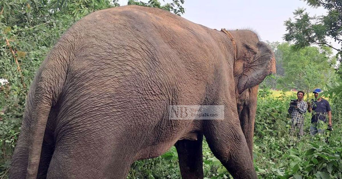 ঘাতক হাতিটি অবশেষে ধরা পড়েছে 