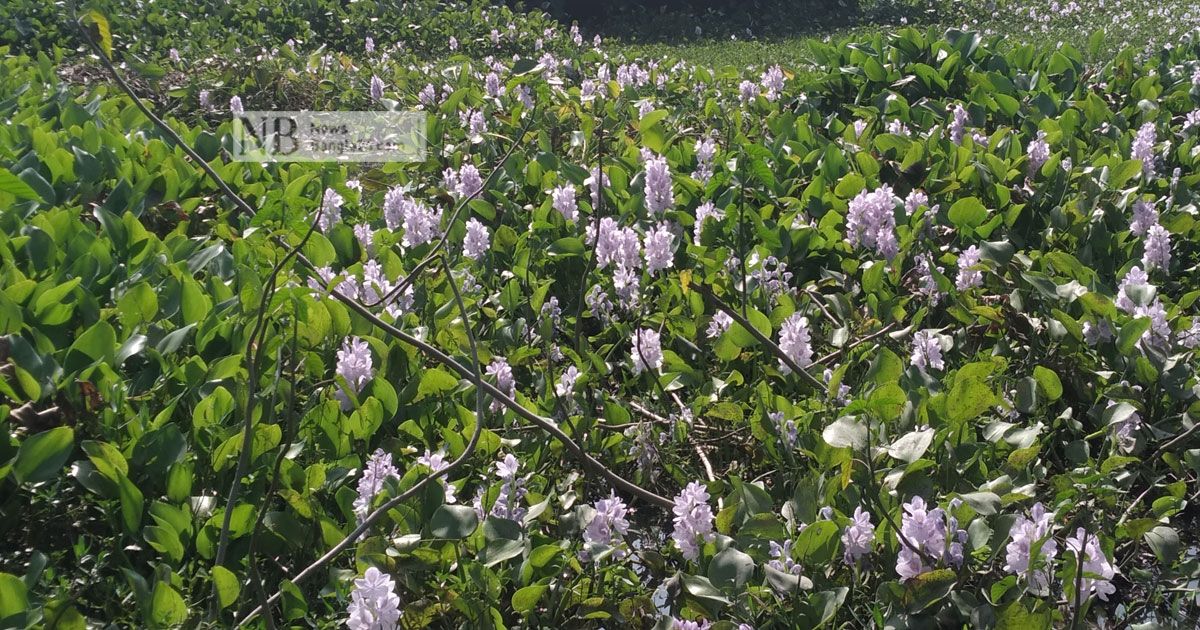 মুগ্ধতা ছড়াচ্ছে কমলগঞ্জে কচুরিপানার ফুল