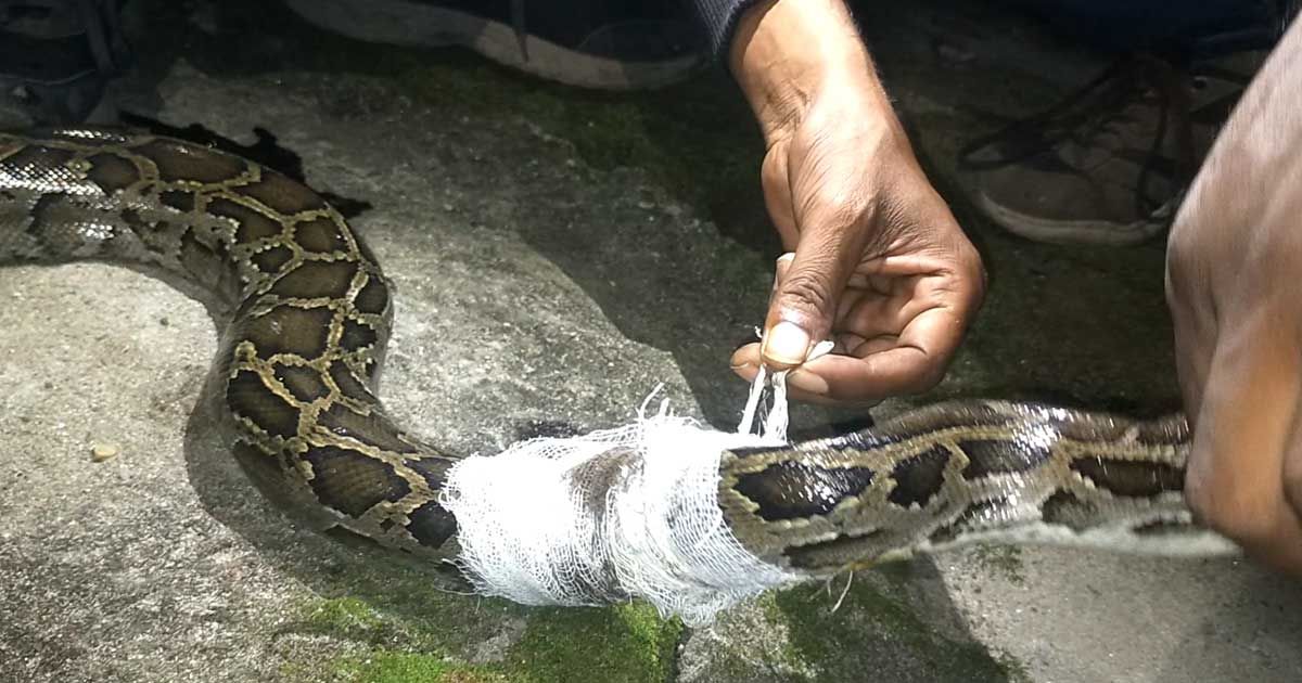 তেঁতুলিয়ায় প্রায় ৫ ফুট লম্বা অজগর উদ্ধার
