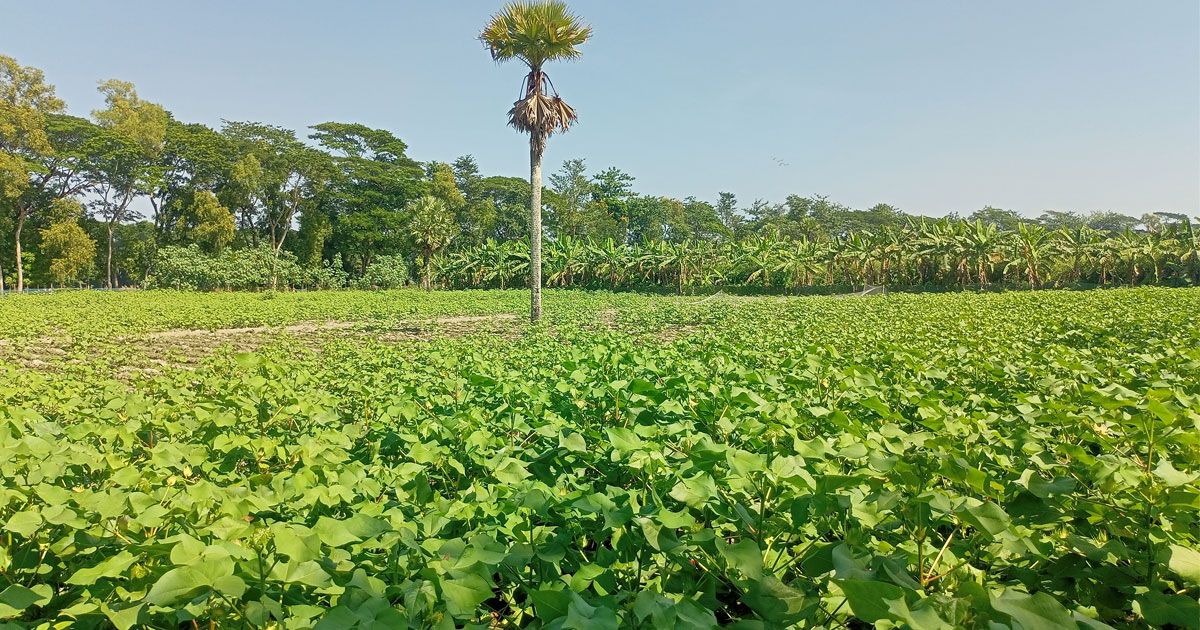 তুলা চাষে লাভবান ঝালকাঠির চাষিরা