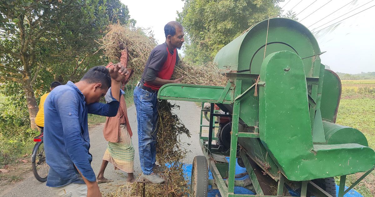 ‘কলাই’-এর ফলন ও দামে খুশি মেহেরপুরের চাষিরা