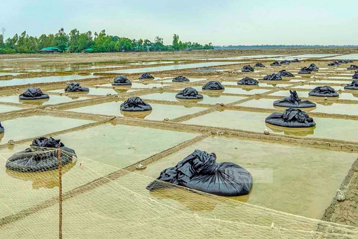 প্লাবন আতঙ্কে উপকূলবাসী, প্রান্তিক লবণচাষির মাথায় হাত