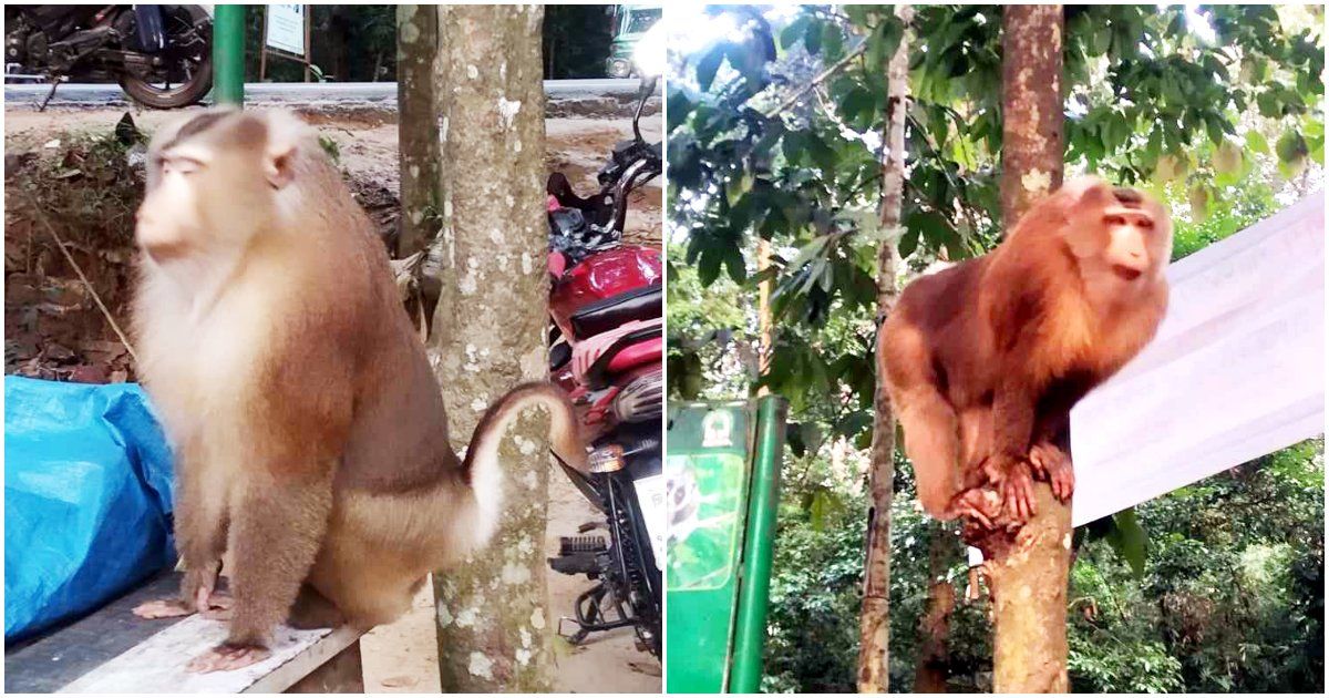 কমলগঞ্জের-লাউয়াছড়া-বনে-উল্টোলেজি-বানর
