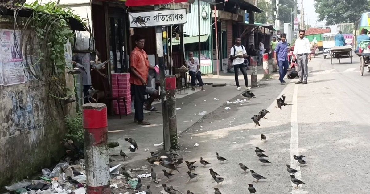 পাখিদের-৫০-বছর-ধরে-খাওয়াচ্ছেন-তিনি