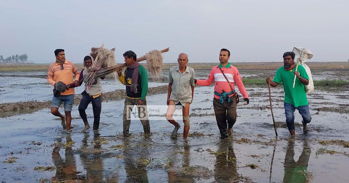 চলনবিলে মুক্ত আকাশে ১৫ পাখি