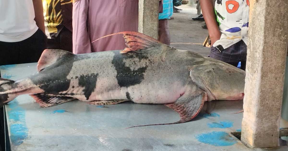 এক বাঘাইড় ২১ হাজারে বিক্রি