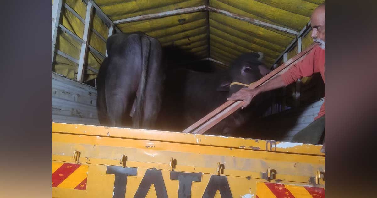 ভারত থেকে এল ১৪০ মহিষ  