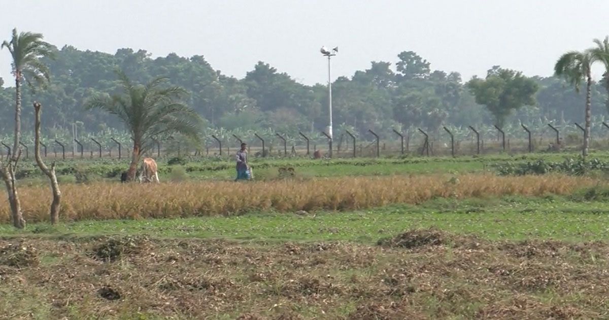 লালমনিরহাটে বিএসএফের গুলিতে ৩ বাংলাদেশি আহত