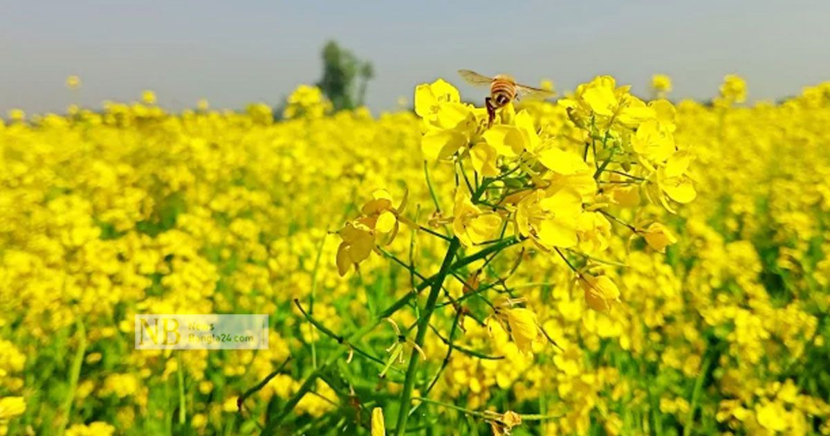 সরিষার হলুদে ছেয়ে গেছে প্রান্তর