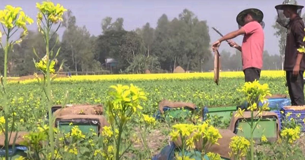 সরিষার হলুদে ছেয়ে গেছে প্রান্তর