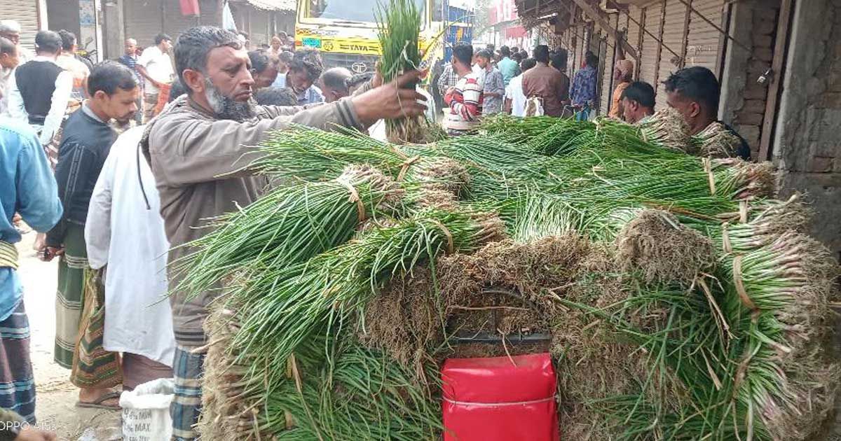 পেঁয়াজের চারার হাট