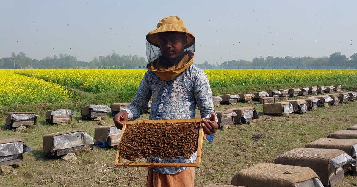 সরিষা ক্ষেতের পাশে বাক্স, বিপুল মধু আহরণের আশা