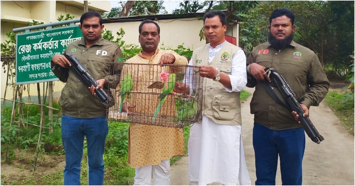 খাঁচা-থেকে-মুক্ত-আকাশে-তিন-টিয়া
