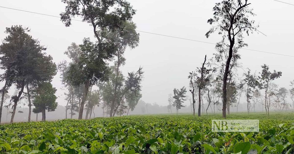সর্বনিম্ন-তাপমাত্রায়-কাঁপছে-শ্রীমঙ্গল