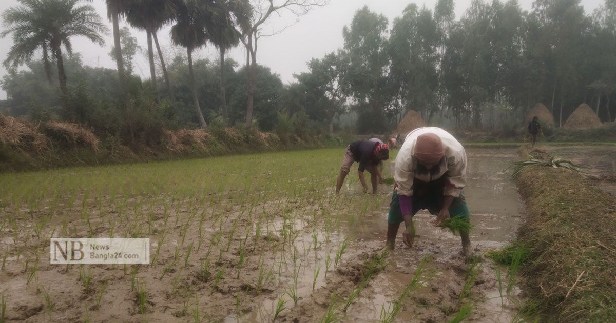 ‘কাদাপানিতে নেমে কাজ করতে গিয়ে হাত-পা হিম হয়ে যাচ্ছে’