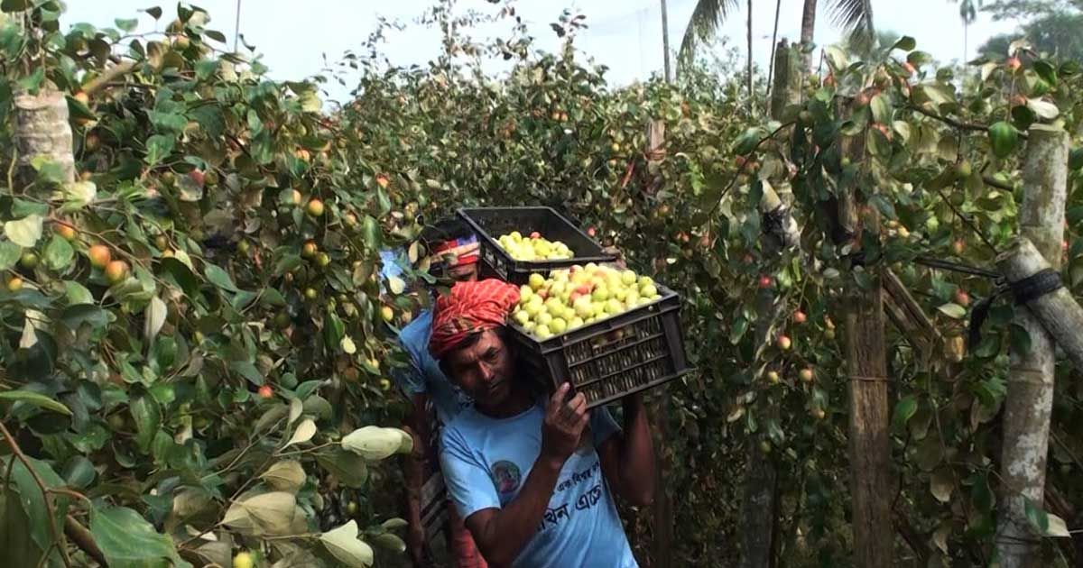 শখের কুল বাগান থেকে বছরে আয় ১২ লাখ টাকা