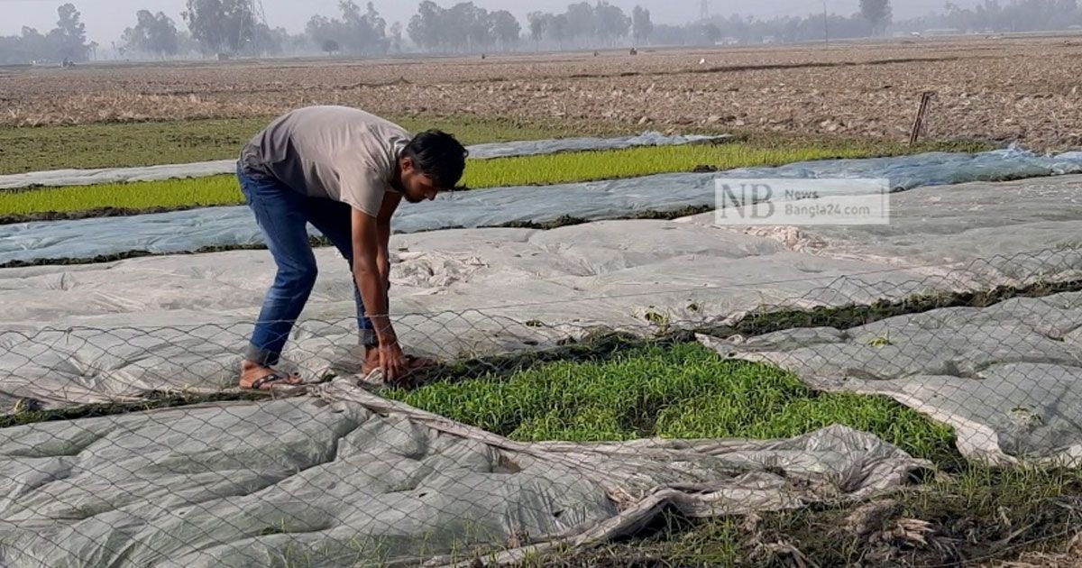 কুয়াশা থেকে বাঁচাতে বীজতলায় পলিথিন