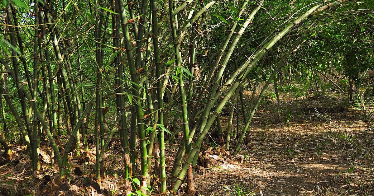 দাফনের পর মরদেহ মিলল বাঁশঝাড়ে