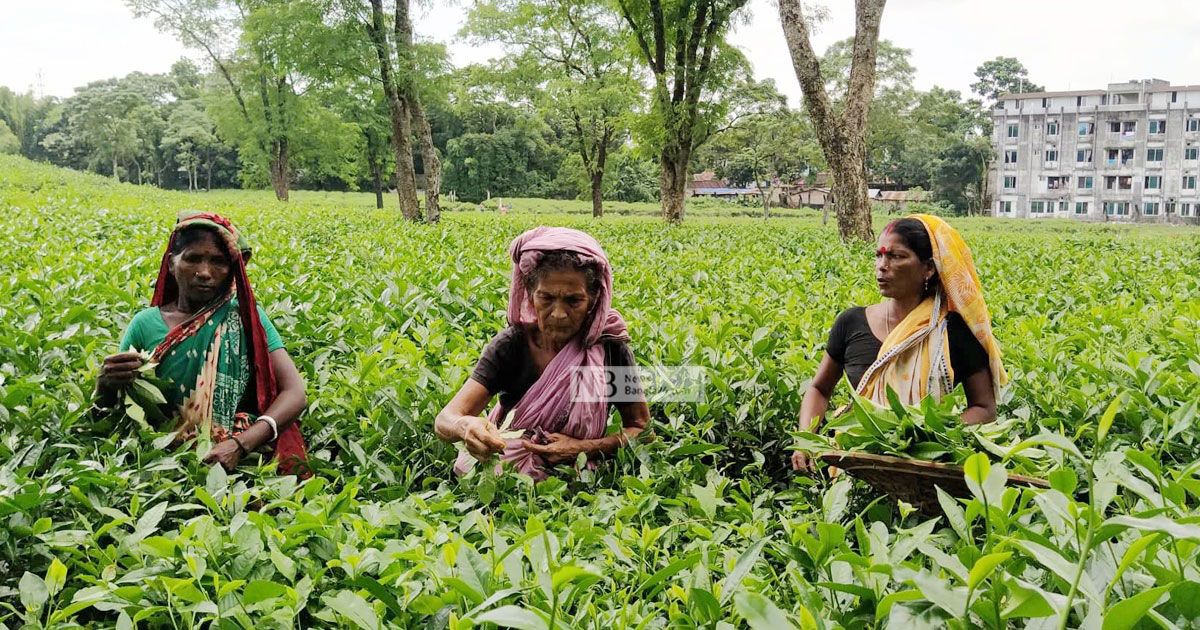 চা উৎপাদনে নতুন রেকর্ড, তবে রপ্তানি বাড়বে না