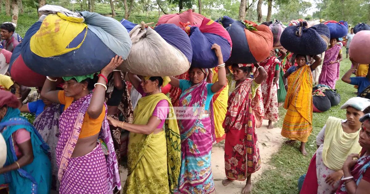 চা উৎপাদনে নতুন রেকর্ড, তবে রপ্তানি বাড়বে না