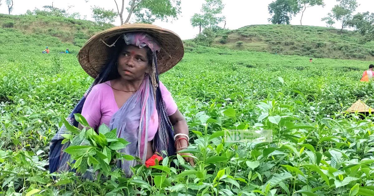 চা উৎপাদনে নতুন রেকর্ড, তবে রপ্তানি বাড়বে না